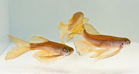 Longfin Leopard Danio