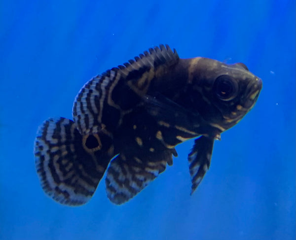 Marbled Tiger Oscar