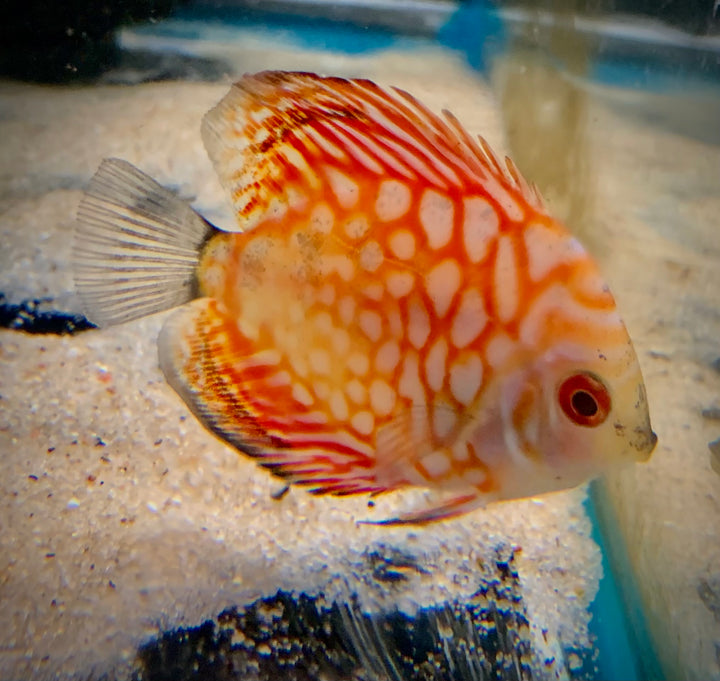 Red Pigeon Discus