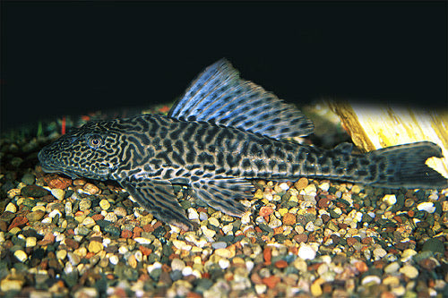 Plecostomus Florida Large