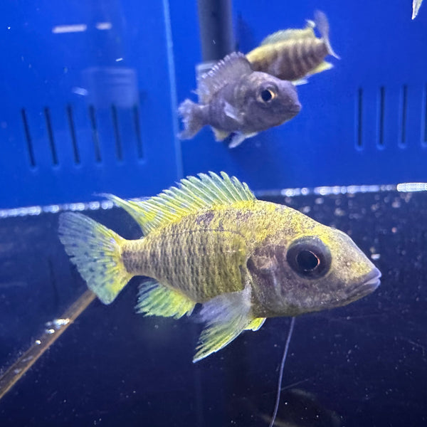 Sunshine Peacock Cichlid