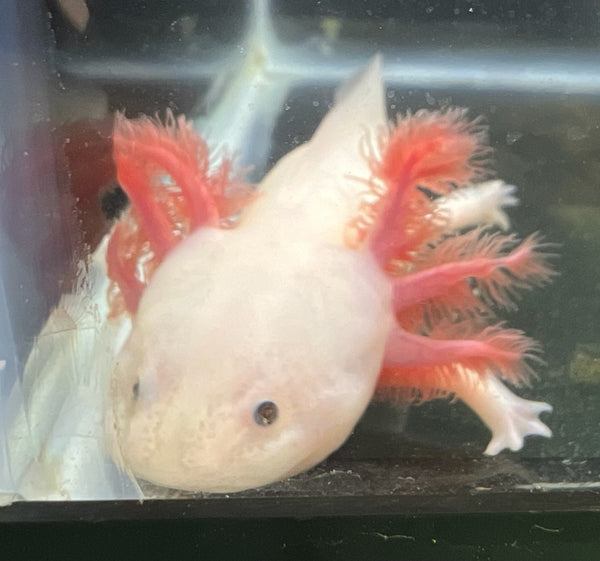 SA Leucistic Axolotl 5" - 6"