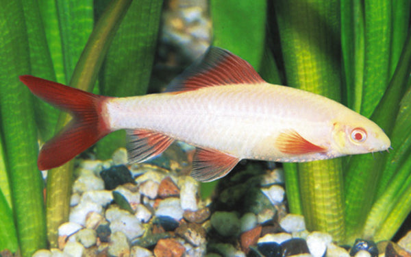 Albino Rainbow Shark