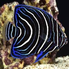 Koran Angel Changling