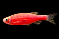 GloFish Danio