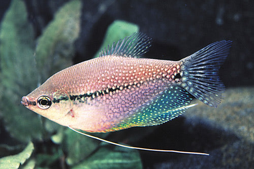 Pearl Leeri Gourami