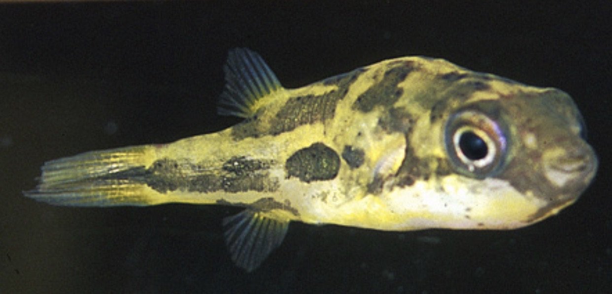 Pea Puffer