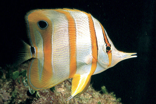 copperband butterfly