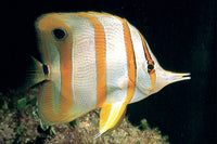 copperband butterfly