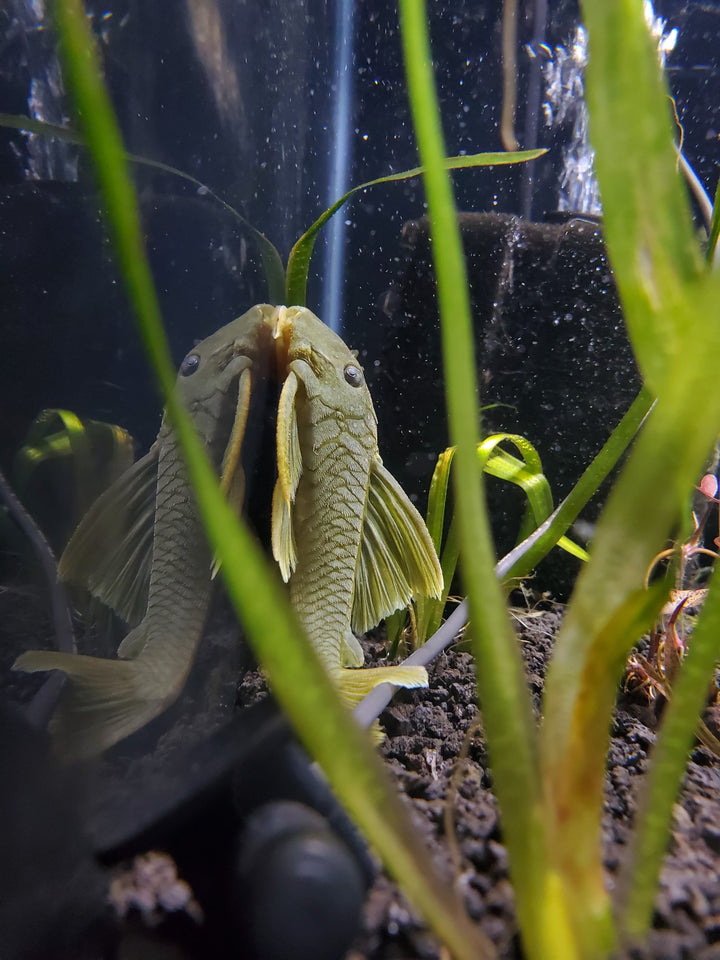 Green Phantom Pleco L200  4-6"