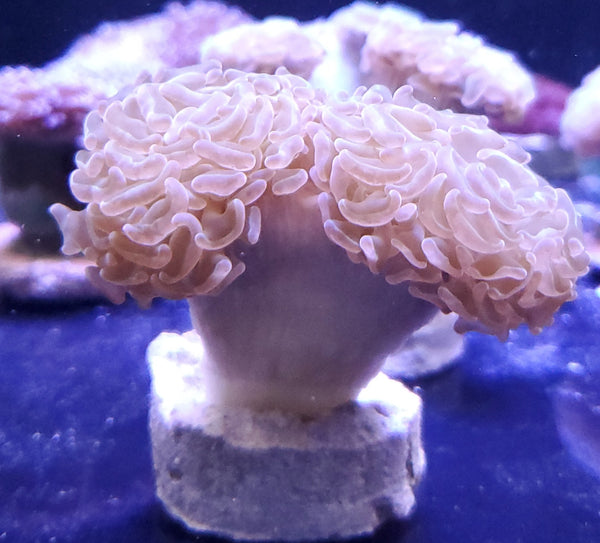 Green Hammer Coral