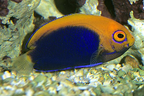 Flameback Angelfish