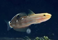 Court Jester Goby