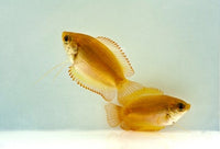 Gold Honey Gourami