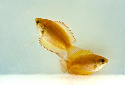 Gold Honey Gourami