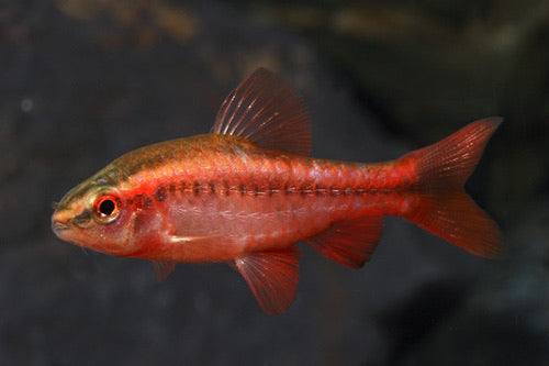 Cherry Barb