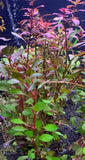 Red Ludwigia "Rubin"  Plant Bunched