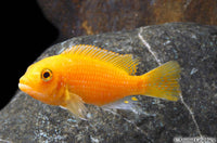 Red Zebra Cichlid