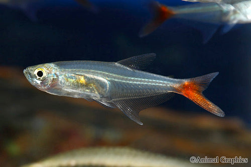 Glass Bloodfin Tetra