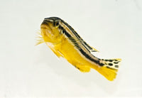 Auratus Cichlid