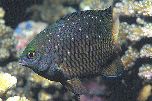 Jewel Damselfish