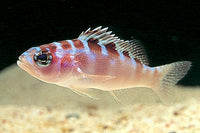 Chalk Bass