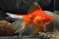 Red Ryukin Goldfish