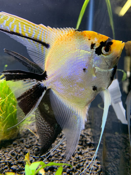 Gold Marble Angelfish