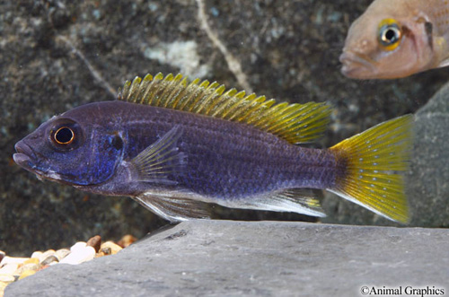 Pseudotropheus Acei Cichlid