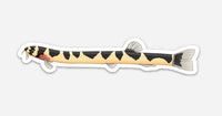 Kuhlii Loach Sticker 3"