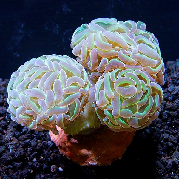 ORA Hammer Coral, Aquacultured ORA