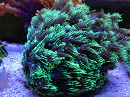 Metallic Green Goniopora Coral - Fiji