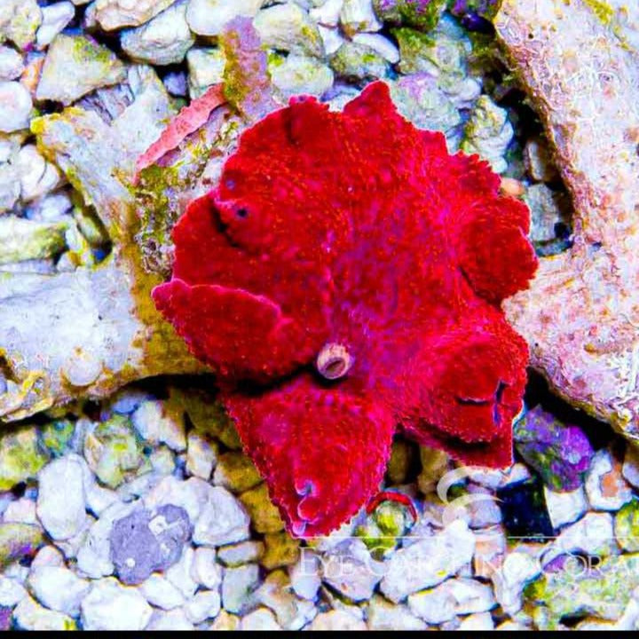 Neon Red Discoma Mushroom