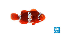 ORA Lightning Maroon Clownfish