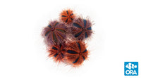 ORA Tuxedo Urchin