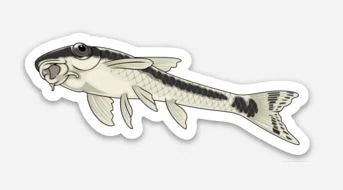 Otocinclus Sticker 3"