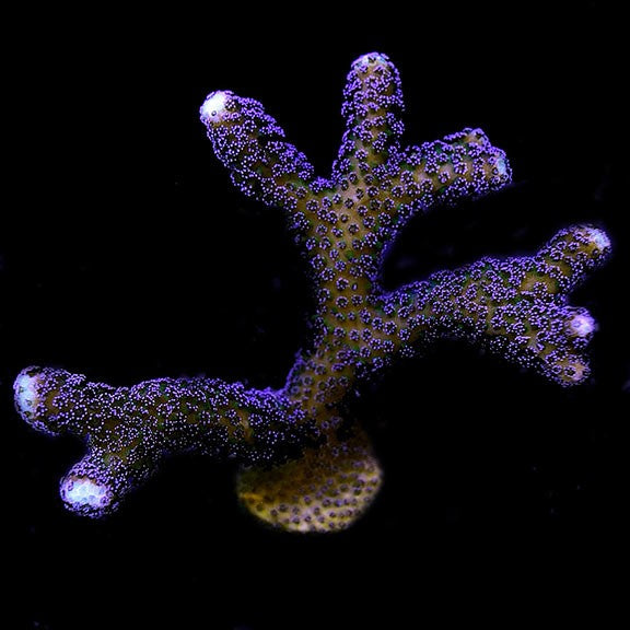 ORA Purple Stylophora