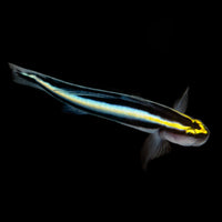 ORA Sharknose Goby (Captive-Bred)