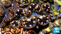 ORA Ultra Gold Maxima Clam