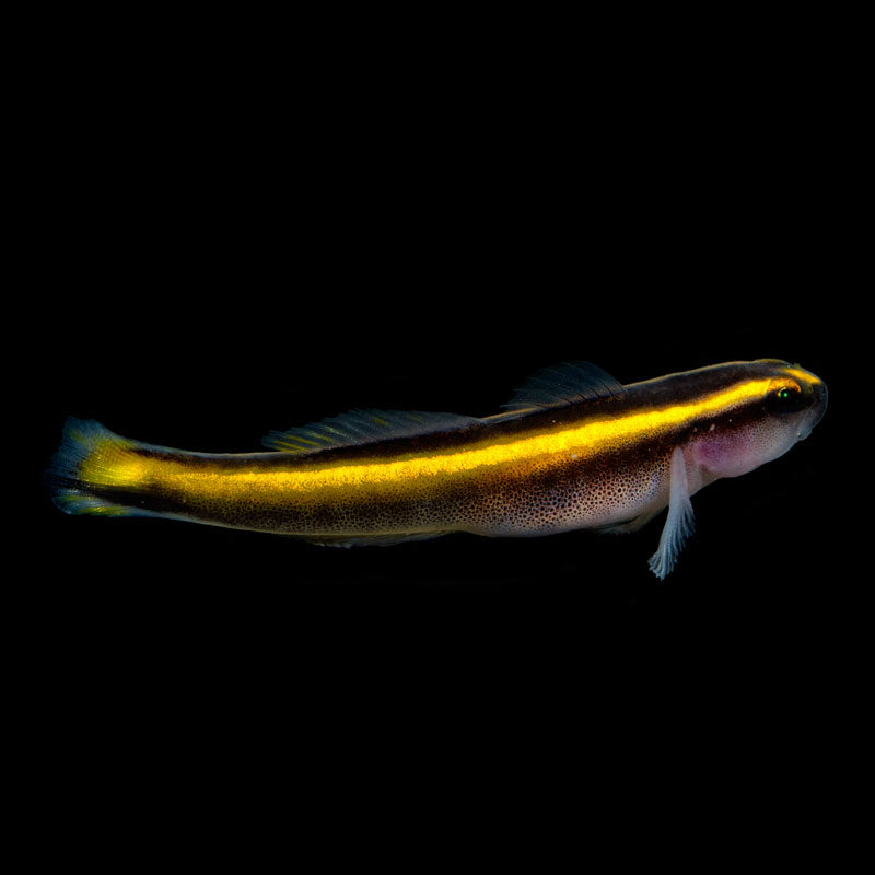 ORA Yellowline Goby